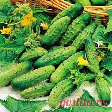 Огурец корнишон, агротехника выращивания в открытом грунте, видео Огурец корнишон можно употреблять как в свежем виде, так и для переработки. Соблюдая правила ухода, обильный урожай гарантирован.