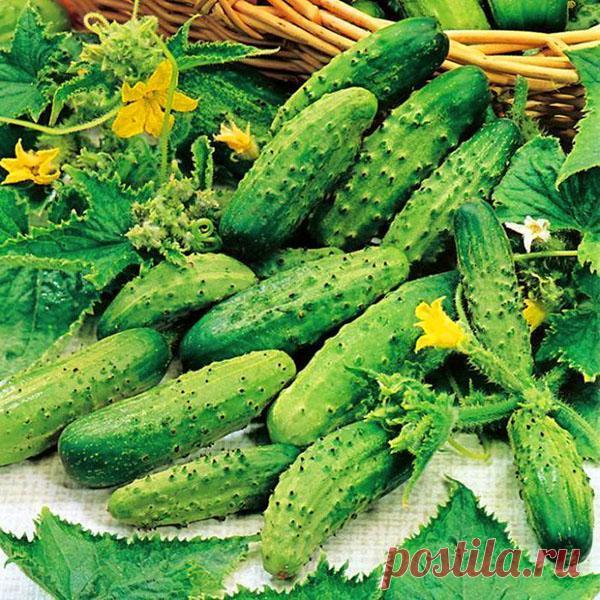 Огурец корнишон, агротехника выращивания в открытом грунте, видео Огурец корнишон можно употреблять как в свежем виде, так и для переработки. Соблюдая правила ухода, обильный урожай гарантирован.