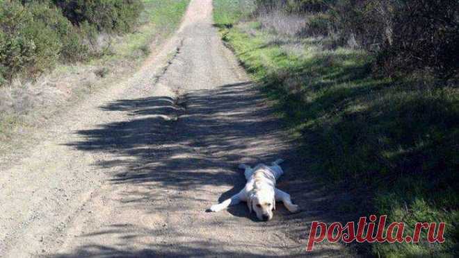 "Сбит с ног-сражайся на коленях,идти не можешь-лежа наступай!/В.Ф.Маргелов/" / Прикольные и интересные фото 10