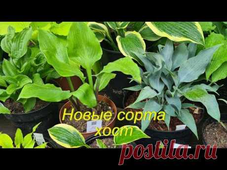 Хосты новинки. Пополнение коллекции #julia_i_sad #collection #2025 #hosta