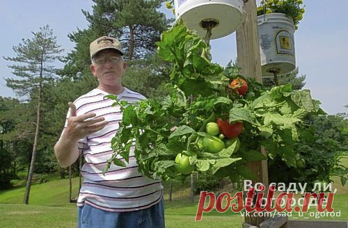 Технология выращивания помидоров (томатов) вниз головой.