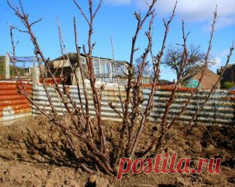 Обработка смородины от болезней и вредителей весной: пошаговая инструкция От того, насколько своевременно и качественно вы проведете весеннюю обработку смородины, зависят и урожай, и здоровье куста в наступающем сезоне. Откладывать это дело в долгий ящик нельзя, ведь после ...