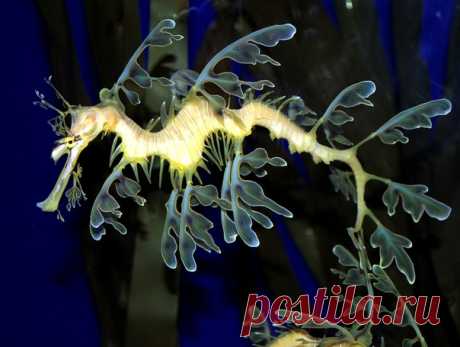 Как только не называют этого причудливого морского конька! И лиственный морской дракон, и морской пегас, и конёк-тряпичник, или просто – Phycodurus eques. А вам какое название больше нравится? Снял морского обитателя Виталий: nat-geo.ru/photo/user/339497/