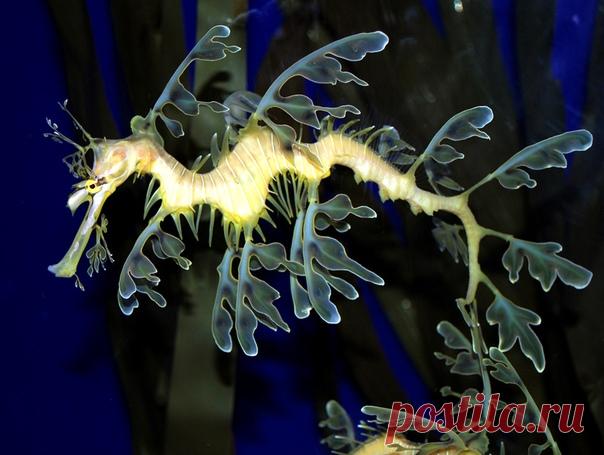 Как только не называют этого причудливого морского конька! И лиственный морской дракон, и морской пегас, и конёк-тряпичник, или просто – Phycodurus eques. А вам какое название больше нравится? Снял морского обитателя Виталий: nat-geo.ru/photo/user/339497/