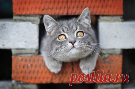 Очаровательные животные | Удивительный мир