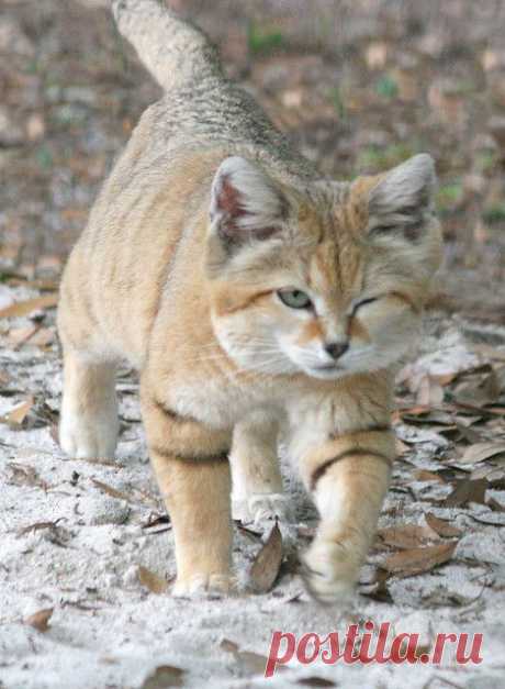 Sand Cat