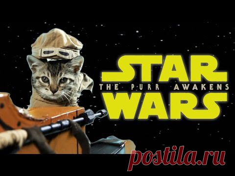 звездные коты трейлер