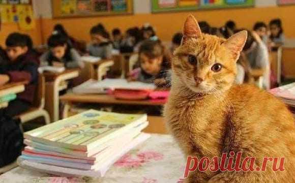 Кот учится в третьем классе и отказывается от еды, когда его не пускают в школу)