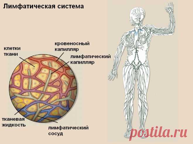Лимфатическая система, о чем не знают 90% врачей