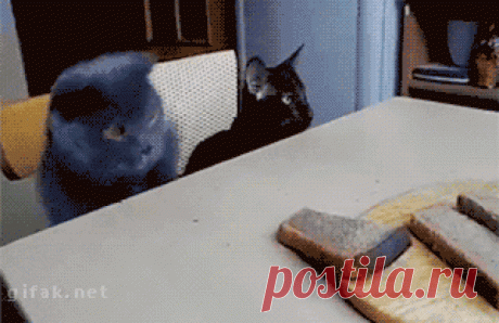 562b917187324.gif (618×400)