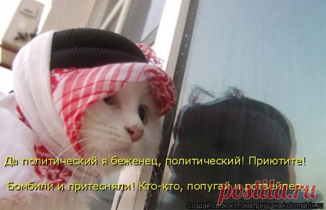 Котоматрица: Круть