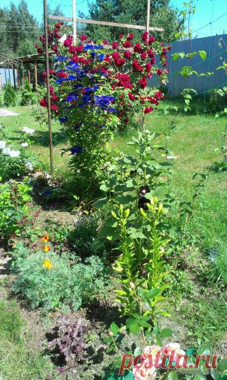 Сад Сергея Маланина | Самоцветик