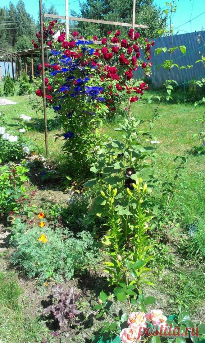 Сад Сергея Маланина | Самоцветик