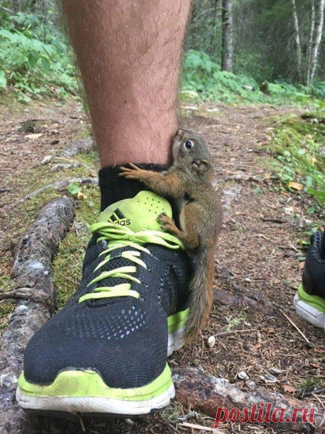 Дружелюбные дикие животные / Питомцы