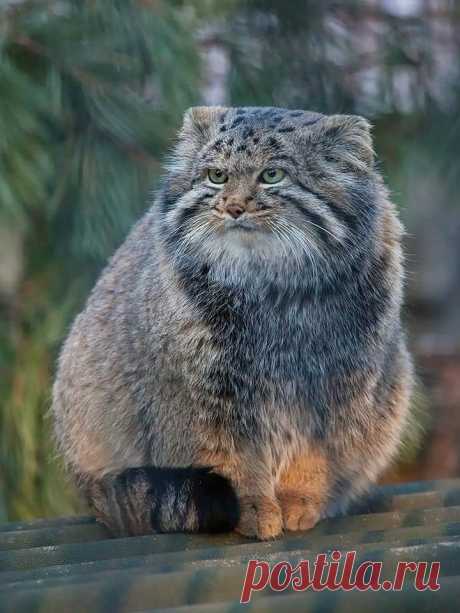 Mega-Chonker Of A Cat Looks Adorably Angry (16 Pics) - I Can Has Cheezburger?