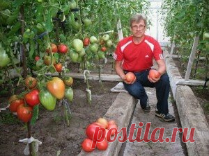 ЗОЛОТЫЕ ПРАВИЛА ВЫСОКОГО УРОЖАЯ ПОМИДОРОВ ЗОЛОТЫЕ ПРАВИЛА ВЫСОКОГО УРОЖАЯ ПОМИДОРОВ… 1. ТРАДИЦИОННОЕ.  Удаляем пасынки, на каждом кусте оставляя не более 1-2 самых сильных побегов: пасынки не дают полноценного урожая, отнимают у куста питание и воду. К тому же этот прием увеличивает доступ света и воздуха в теплицу. Добро пожаловать в группу Дачные хитрости от А до Я http://ok.ru/ideika. 2. НОВАТОРСКОЕ.  Как только плоды начали завязываться и увеличиваться в размерах, над ...