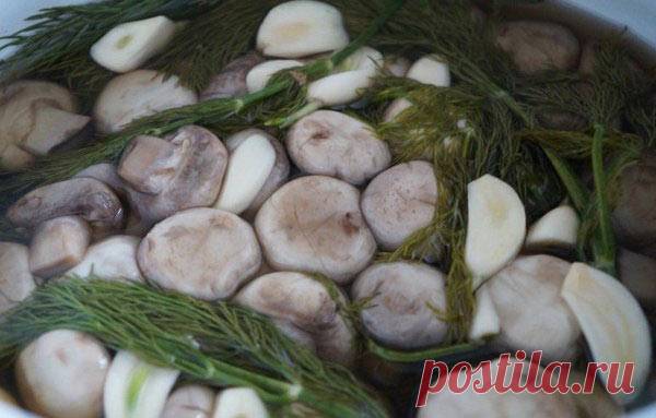 Как солить шампиньоны в домашних условиях быстро и вкусно