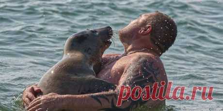 Талисман пляжа Престон (Preston Beach) в английском Уэймуте, тюлень-приживала, много лет мешает спортивно отдыхать сёрферам, но они, кажется, не против.

«Мы осторожно гребём к берегу, чтобы не потревожить Сэмми, там просим сойти и плывём назад, очень дружелюбное, общительное животное, стоит приехать в Дорсет, чтобы поплавать с Сэмми».