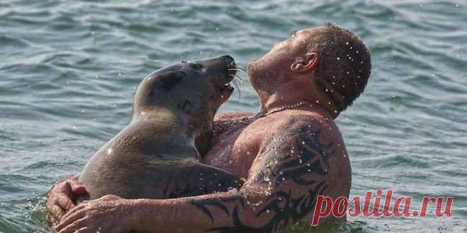 Талисман пляжа Престон (Preston Beach) в английском Уэймуте, тюлень-приживала, много лет мешает спортивно отдыхать сёрферам, но они, кажется, не против.

«Мы осторожно гребём к берегу, чтобы не потревожить Сэмми, там просим сойти и плывём назад, очень дружелюбное, общительное животное, стоит приехать в Дорсет, чтобы поплавать с Сэмми».
