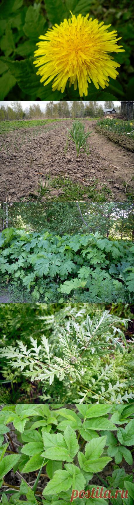9 способов борьбы с сорняками / Огород / 7dach.ru