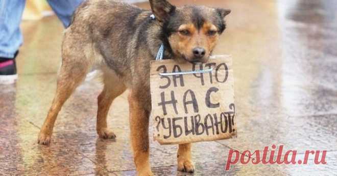 Люди, вы люди?! | Собачья жизнь | Яндекс Дзен