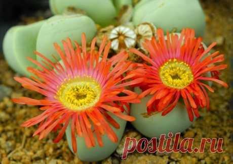 Аргиродерма комнатная