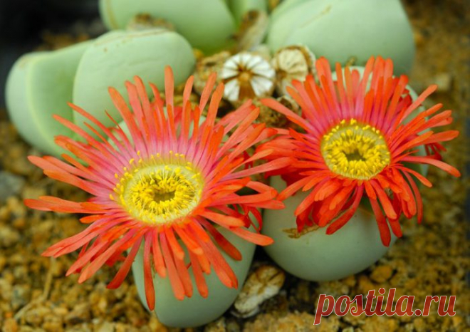 Аргиродерма комнатная