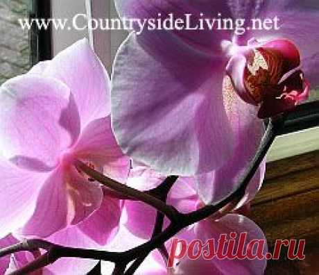 Фаленопсис: пересадка орхидеи фаленопсис в домашних условиях. Phalaenopsis