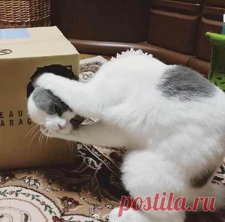 Эти забавные животные / Питомцы