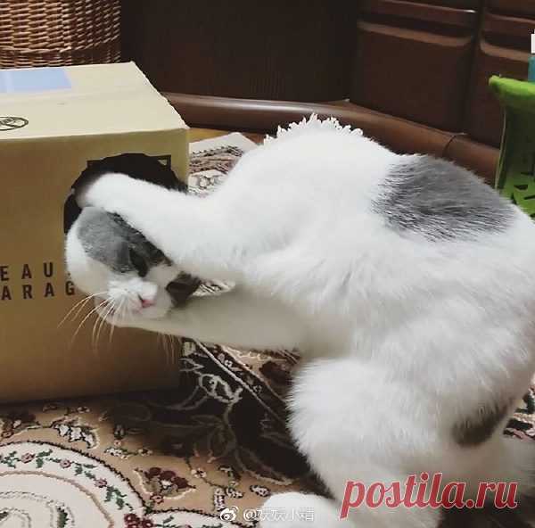 Эти забавные животные / Питомцы