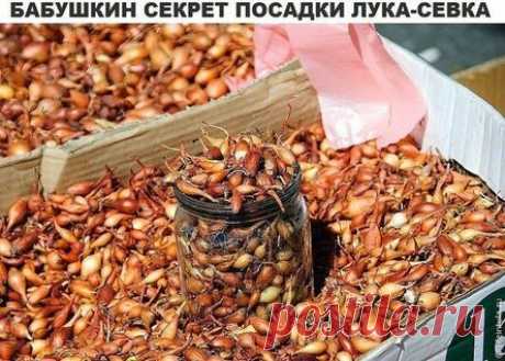 Бабушкин секрет посева лука-севка