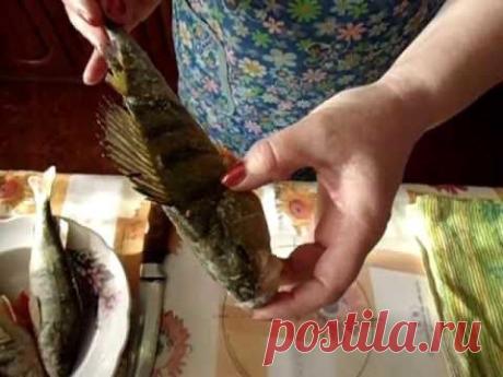 Как очистить речного окуня