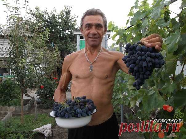 Как ускорить созревание винограда? 

Кольцевание лозы 
Опытные садоводы используют этот способ в двух случаях – если хотят ускорить созревание или увеличить урожай. Разница заключается только во времени проведения процедуры. Для ускорения созревания кольцевание коры проводят перед началом созревания ягод, а для увеличения урожая – когда ягоды в грозди вырастут размером с горошину. 

Как провести кольцевание правильно? 
Вам понадобится острый нож и немного сноровки. На плод...