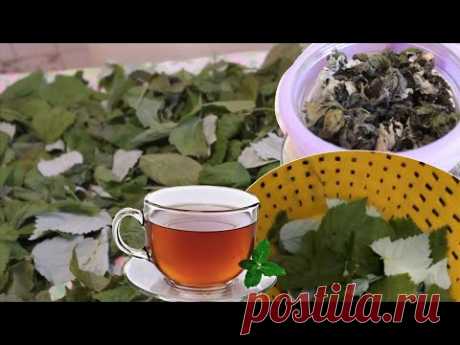 Чай из Листьев Малины, Ежевики, Смородины и др Tea Reciept На Зиму!!!