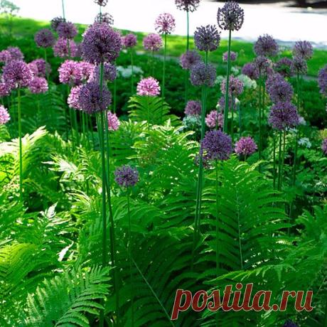 (21) Pinterest • Всемирный каталог идей
