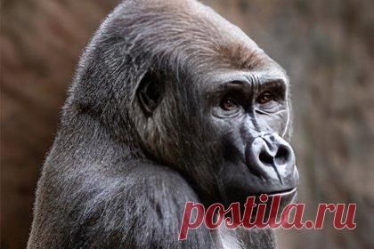 Одержимой смартфонами горилле запретили смотреть видео. Зоопарк в Канаде запретил посетителям показывать смартфоны и видео молодой горилле. Как выяснилось, 13-летний самец по имени Нассир настолько увлекся короткими видео, которые ему показывают посетители, что это начало отражаться на его социальной жизни. Чтобы их смотреть, он отказывается от общения с сородичами.