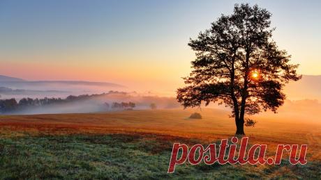 Скачать обои туман, tree, sunset, дерево, fog, поле, field, небо, sky, закат, раздел пейзажи в разрешении 1920x1080