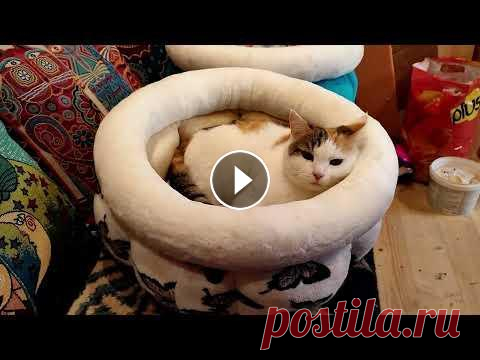 Две котошапки и Соня Две котошапки и Соня...