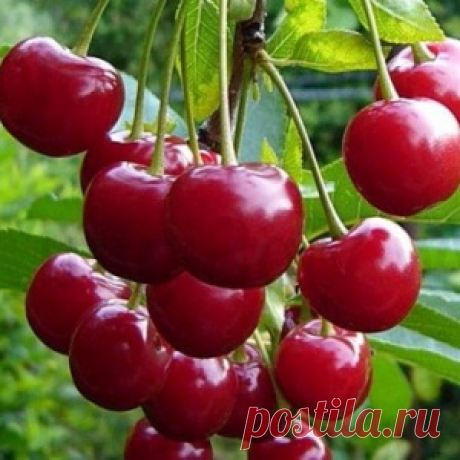 Как добиться высокой урожайности вишни! Полезные советы огородникам!