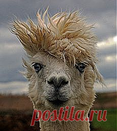 Дай телефончик мастера