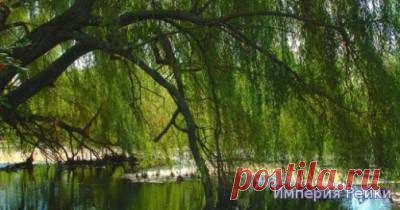 Посвящение     в Рейки Древа Ивы