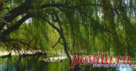 Посвящение     в Рейки Древа Ивы