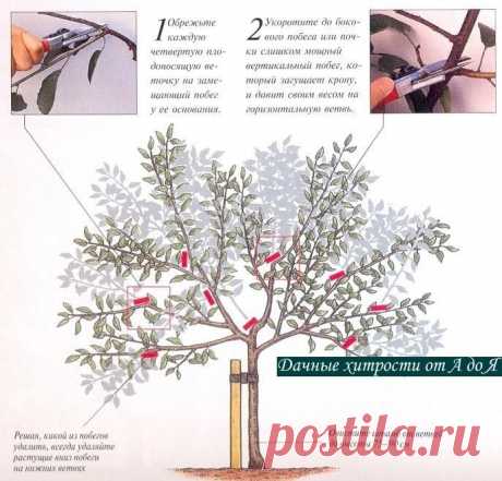 ЛЕТНЯЯ РЕГУЛИРУЮЩАЯ ОБРЕЗКА СЕМЕЧКОВЫХ И КОСТОЧКОВЫХ ДЕРЕВЬЕВ
Сохрани шпаргалку, поделись с одноклассниками!

1. Регулирующую обрезку плодовых деревьев можно проводить весной или летом. Ранней весной обычно обрезают молодые яблони и груши, не достигшие 8-летнего возраста.

2. Сливу обрезают незадолго до появления молодых побегов, ветви абрикоса и персика укорачивают во время или незадолго до цветения.
Вишню же эксперты и опытные садоводы советуют обрезать летом, сразу посл...