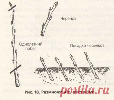 Размножение черенкованием