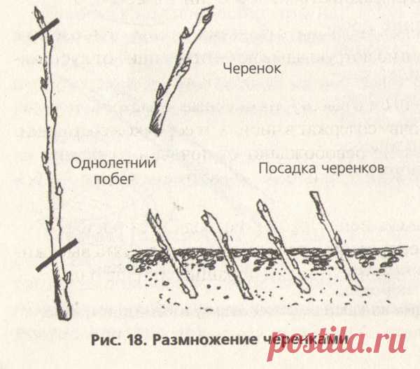 Размножение черенкованием