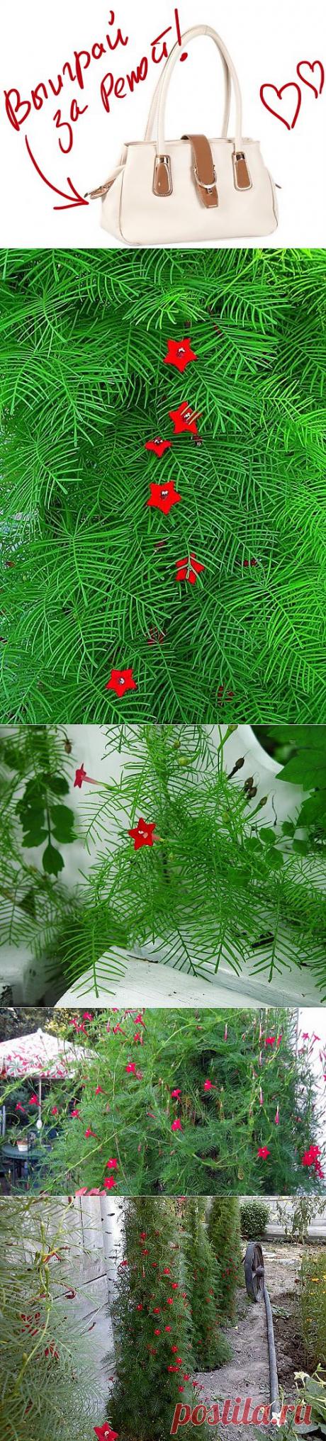 Квамоклит - кардинальская мантия для украшения клумбы. Выиграйте стильную сумку от интернет-магазина Клуб Красоты, разместив любой пост с сайта 7dach.ru в Постиле. Чем больше постов - тем выше шансы. Розыгрыш состоится в понедельник, 16 декабря. В акции участвуют все посты, которые содержат этот текст и фото сумки!