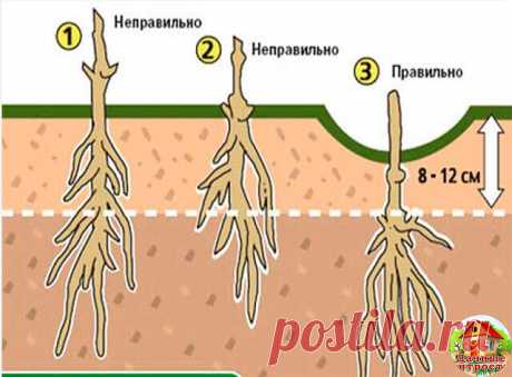 КАК И КУДА ПРАВИЛЬНО ПОСАДИТЬ КЛЕМАТИС! 

Знаете ли вы, что от правильной посадки клематиса зависит общее развитие и состояние растения? 
 
Посаженная наспех лиана, ни когда не будет радовать вас пышным цветением. От выбранного вами места для посадки саженца, тоже зависит будущие благополучие растения. Выбор сорта и знания о его биологической особенности, так же будет влиять на конечный результат. Выращивание растений начинается всегда с подготовки посадочной ямы и посадки...