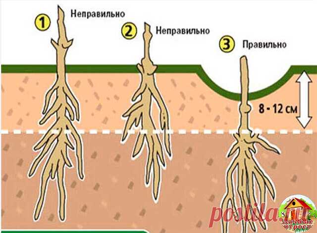 КАК И КУДА ПРАВИЛЬНО ПОСАДИТЬ КЛЕМАТИС! 

Знаете ли вы, что от правильной посадки клематиса зависит общее развитие и состояние растения? 
 
Посаженная наспех лиана, ни когда не будет радовать вас пышным цветением. От выбранного вами места для посадки саженца, тоже зависит будущие благополучие растения. Выбор сорта и знания о его биологической особенности, так же будет влиять на конечный результат. Выращивание растений начинается всегда с подготовки посадочной ямы и посадки...