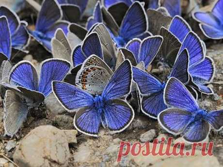 Символы процветания в фэн-шуй