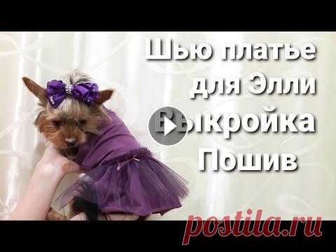 Платье для собачки (кошки) // Строим выкройку // Полный пошив У меня есть целые сутки до Нового Года от закупки материала, снятия мерок с собачки, примерки и вручения уже готового изделия!...